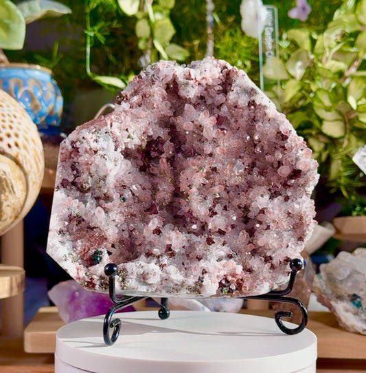 Custom listing for Shelly