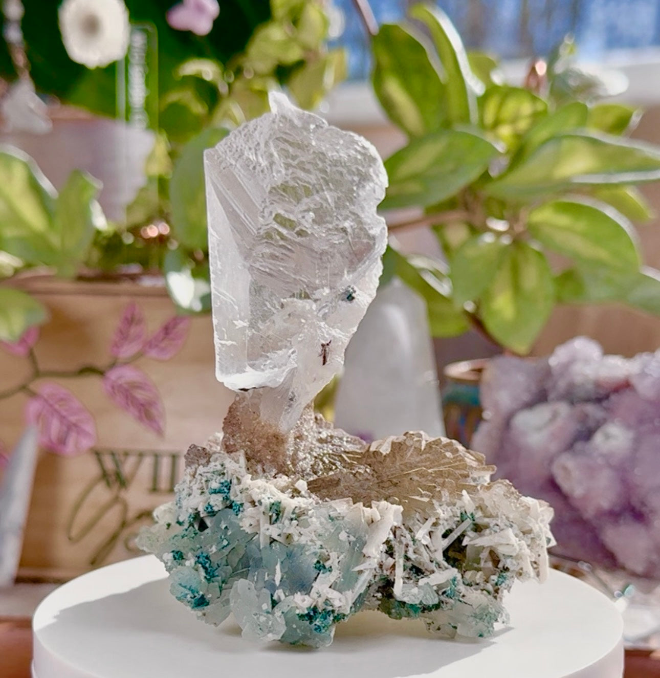 Angel Wing Selenite • Galaxy Amethyst Flower • India