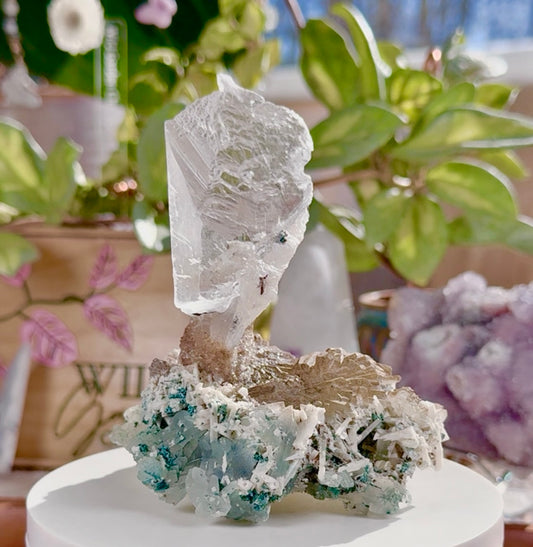 Angel Wing Selenite • Galaxy Amethyst Flower • India